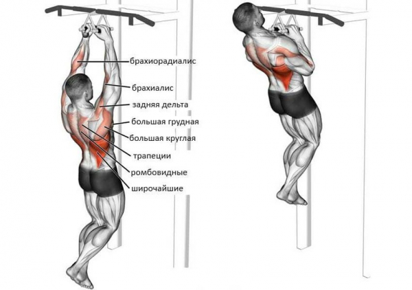 Подтягивания узким хватом Подтягивания узким хватом