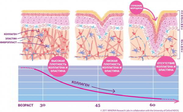Что такое Коллаген Что такое Коллаген
