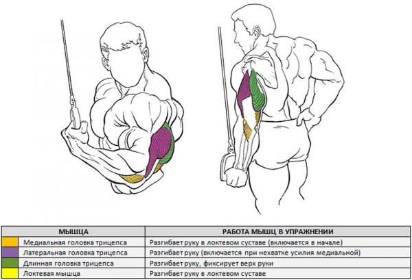 Разгибание руки на верхнем блоке стоя
