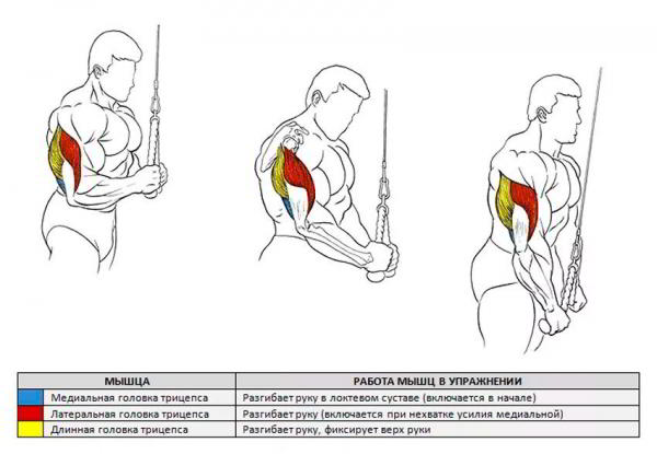Разгибание рук с верхнего блока