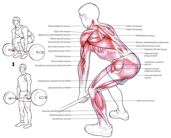 Становая тяга сумо. Техника, какие мышцы работают Становая тяга сумо. Техника, какие мышцы работают