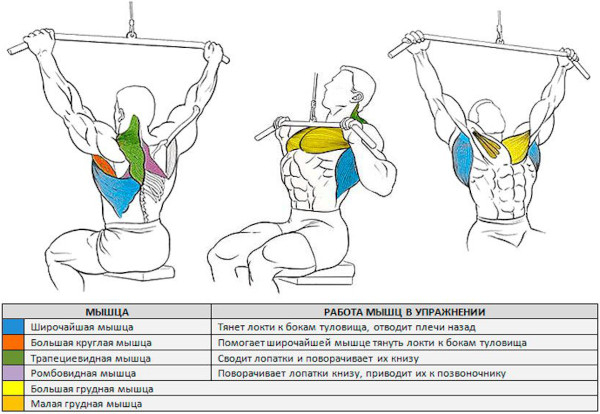 Тяга верхнего блока к груди широким хватом. Техника Тяга верхнего блока к груди широким хватом. Техника
