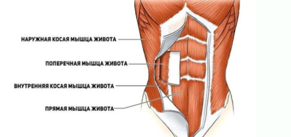 Упражнение «Мертвый жук» на пресс. Польза, техника