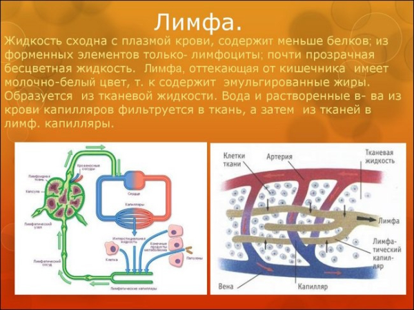 Как разогнать лимфу в организме, убрать отеки, улучшить лимфоотток Как разогнать лимфу в организме, убрать отеки, улучшить лимфоотток