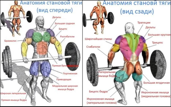 Становая тяга сумо. Техника, какие мышцы работают Становая тяга сумо. Техника, какие мышцы работают