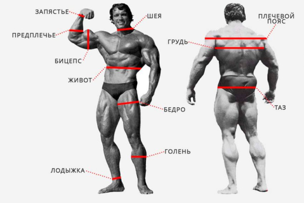 Идеальные пропорции в бодибилдинге Идеальные пропорции в бодибилдинге