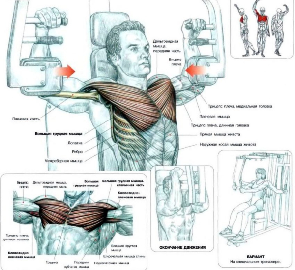 Сведение рук в тренажере бабочка Сведение рук в тренажере бабочка