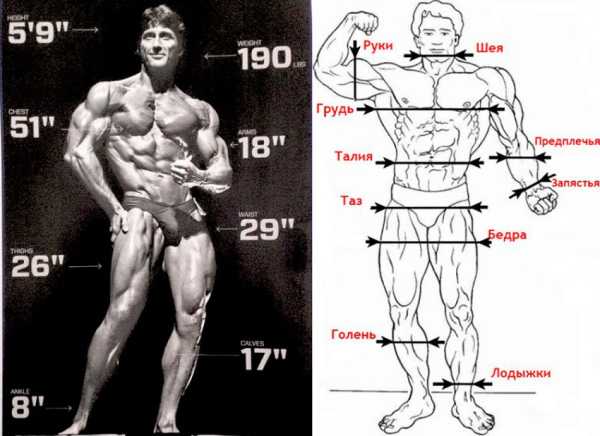 Замеры тела в бодибилдинге Замеры тела в бодибилдинге