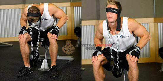 Упражнения для развития мышц шеи Упражнения для развития мышц шеи