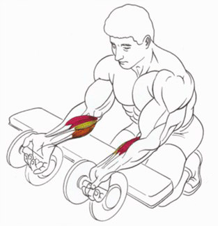 Как накачать предплечья: сила и объем