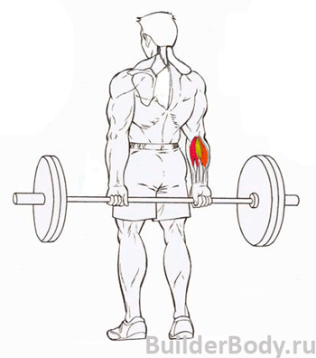 Как накачать предплечья: сила и объем