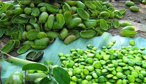 Экстракт семян гриффонии и его свойства Экстракт семян гриффонии и его свойства