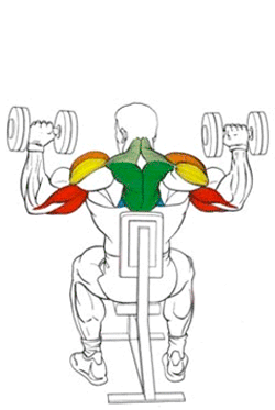 Эффективные упражнения для плеч Эффективные упражнения для плеч