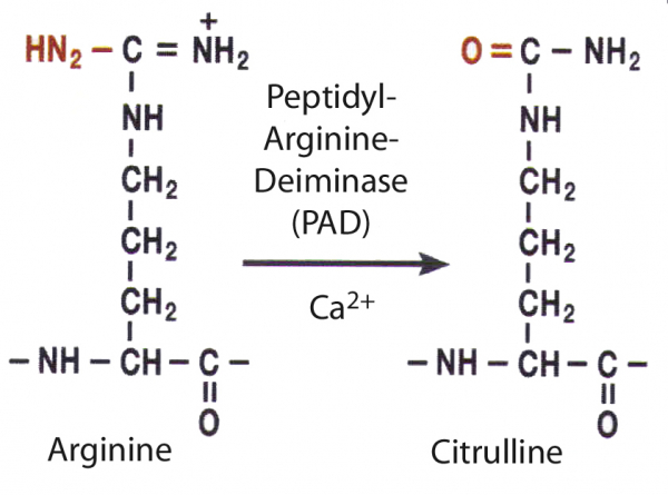 Что предпочтительнее: цитруллин или аргинин? Что предпочтительнее: цитруллин или аргинин?