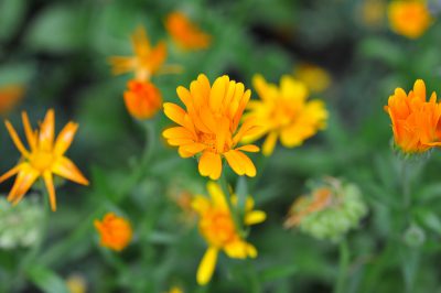 Календула для лица