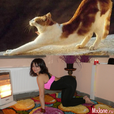 «Кошка» и «корова»: две асаны-подружки