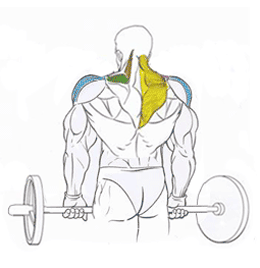 Эффективные упражнения для плеч Эффективные упражнения для плеч