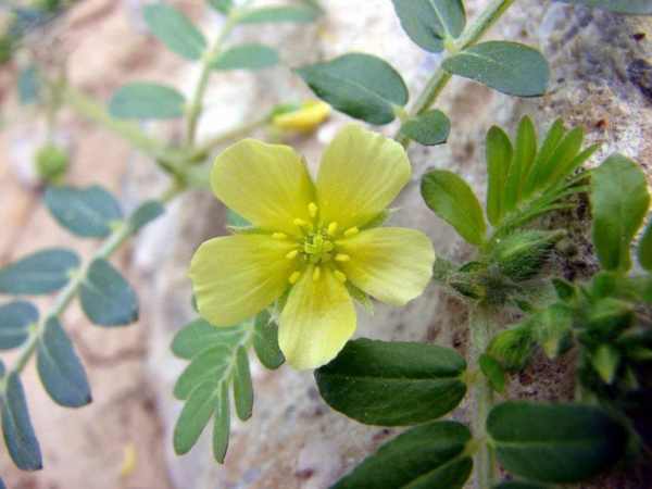 Что такое бустеры тестостерона?