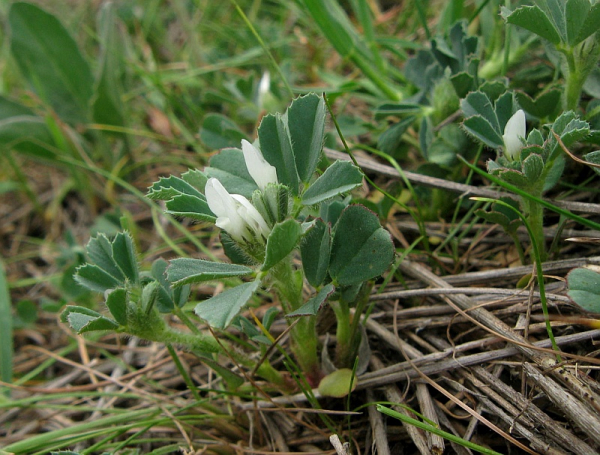 Что такое бустеры тестостерона?