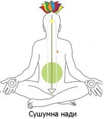 Важное о главных энергетических каналах или Нади: Сушумна, Ида и Пингала Важное о главных энергетических каналах или Нади: Сушумна, Ида и Пингала