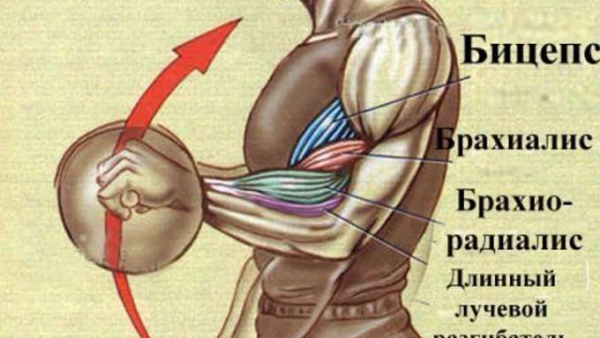 Брахиалис: лучшие упражнения Брахиалис: лучшие упражнения