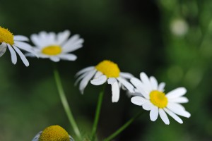 Ромашка для волос Ромашка для волос