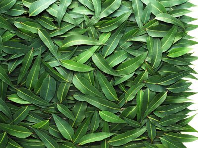 Масло эвкалипта для волос Масло эвкалипта для волос