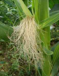 Кукурузные рыльца для похудения Кукурузные рыльца для похудения