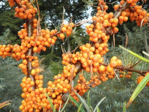 Облепиховое масло для лица