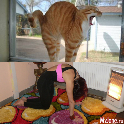 «Кошка» и «корова»: две асаны-подружки