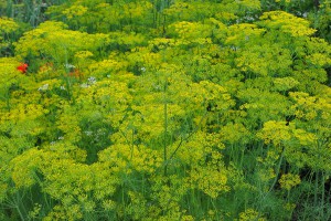 Укроп для волос