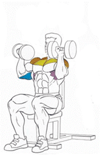 Эффективные упражнения для плеч Эффективные упражнения для плеч