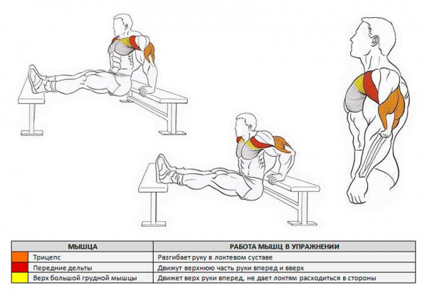 Обратные отжимания от скамьи