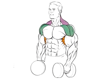 Эффективные упражнения для плеч Эффективные упражнения для плеч